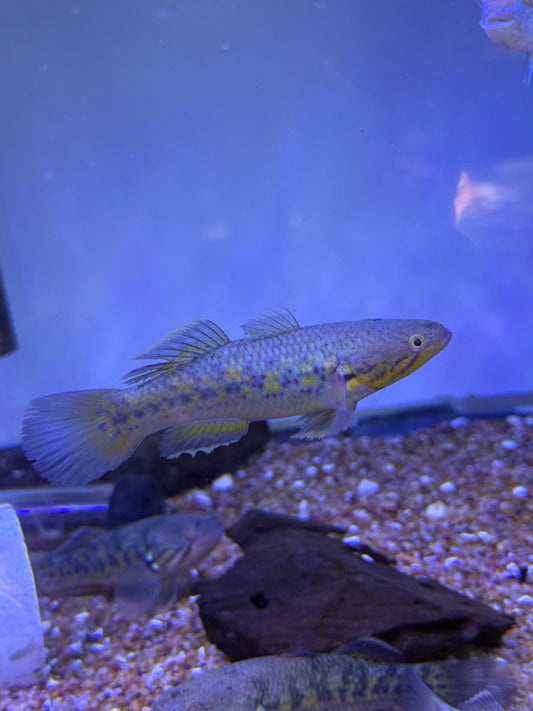 Giuris margaritaceus snakehead gudgeon / ornate sleeper