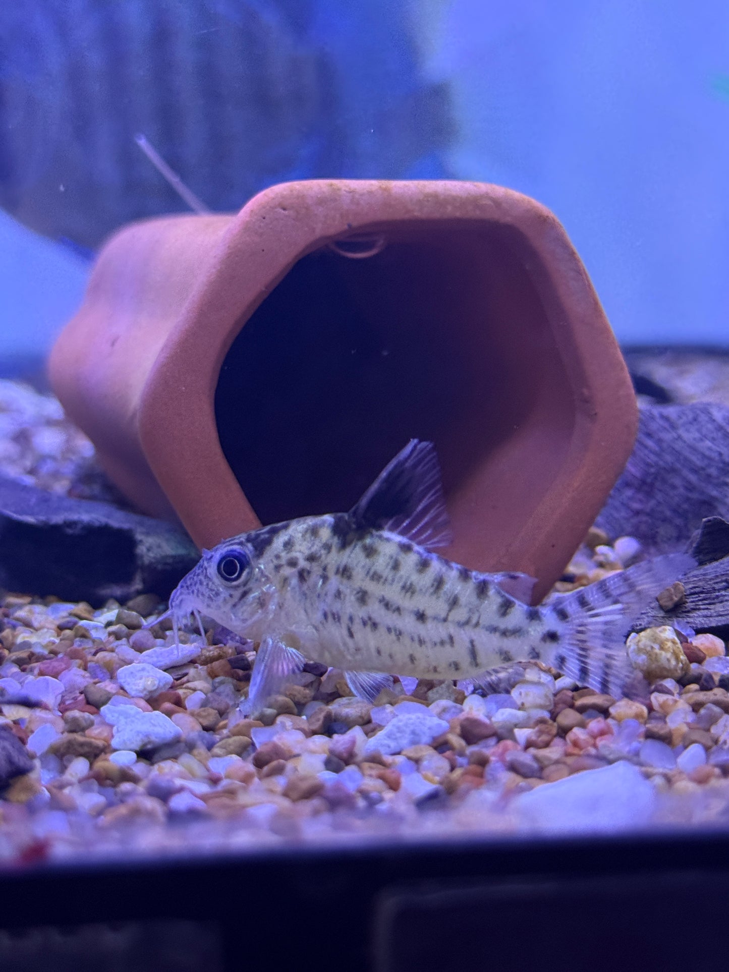 Leopard Cory
Corydoras leopardus Peru