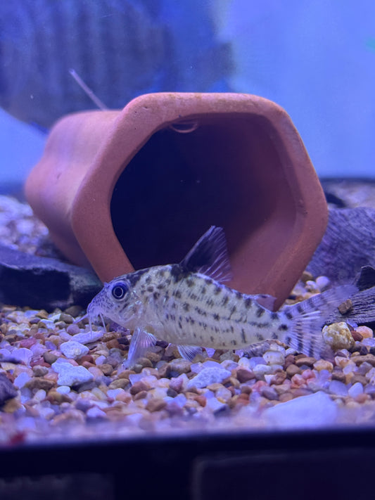 Leopard Cory
Corydoras leopardus Peru