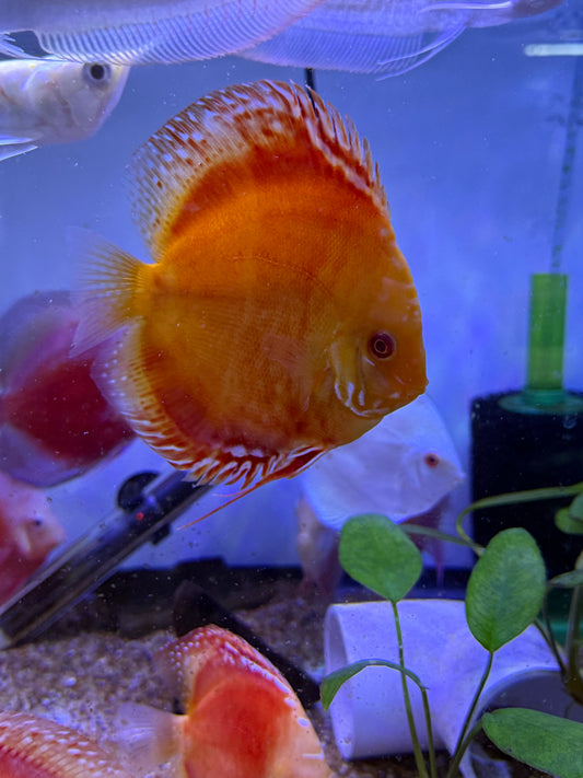 Albino Red Pigeon Strain Discus