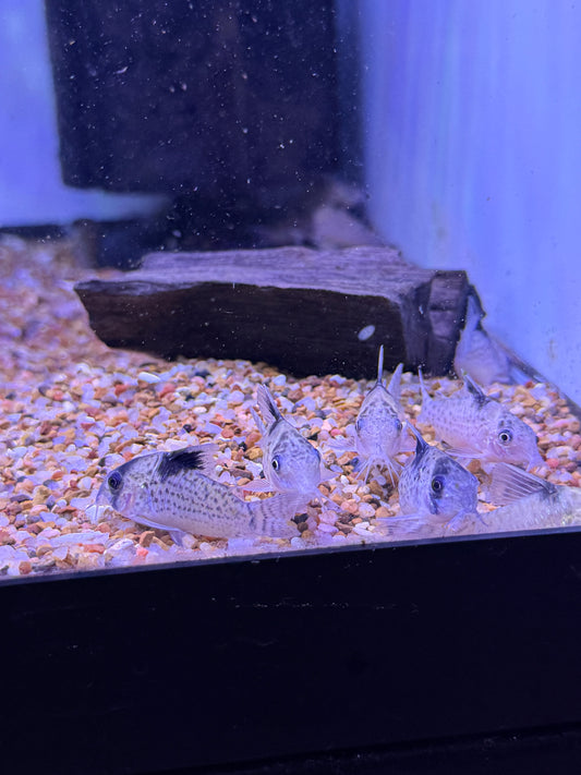 Corydoras Agassizii