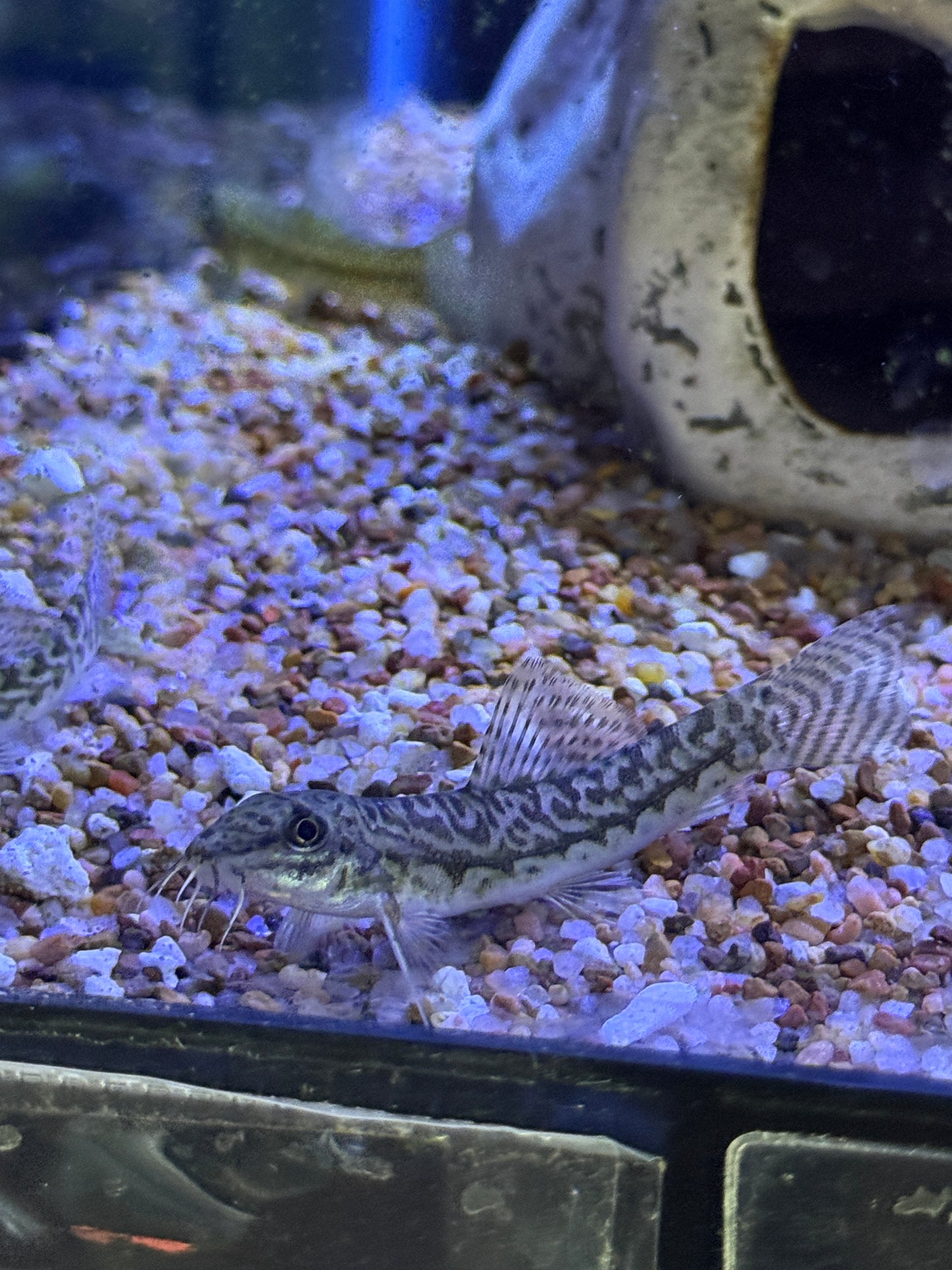 Acanthocobitis botia Zipper Loach Mottled Loach