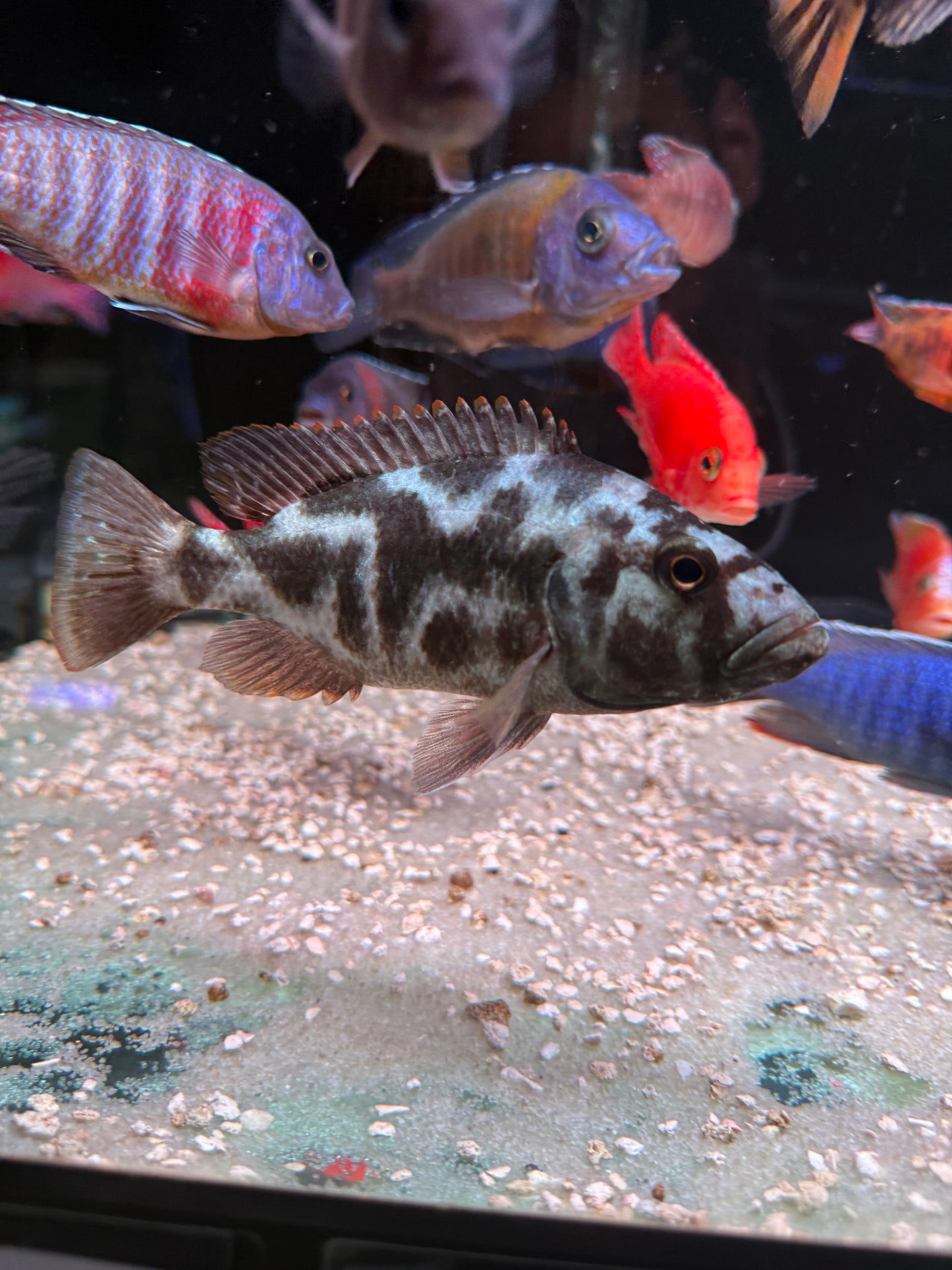 Livingston’s Cichlid (Nimbochromis Livingstonii)