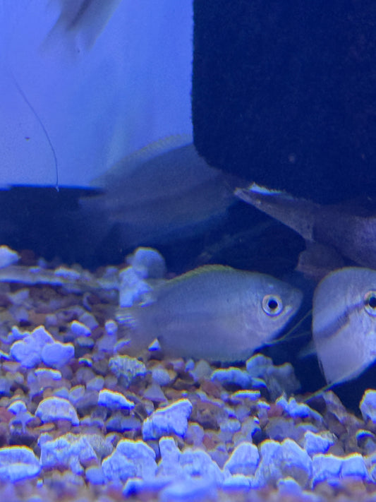 Colisa sota Honey Gourami Trichogaster chuna