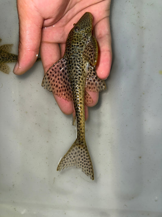 Isorineloricaria spinosissima zucchini pleco Wild from Ecuador