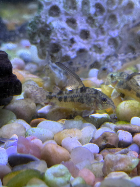 Hi-Fin Peppered Cory – Corydoras Paleatus