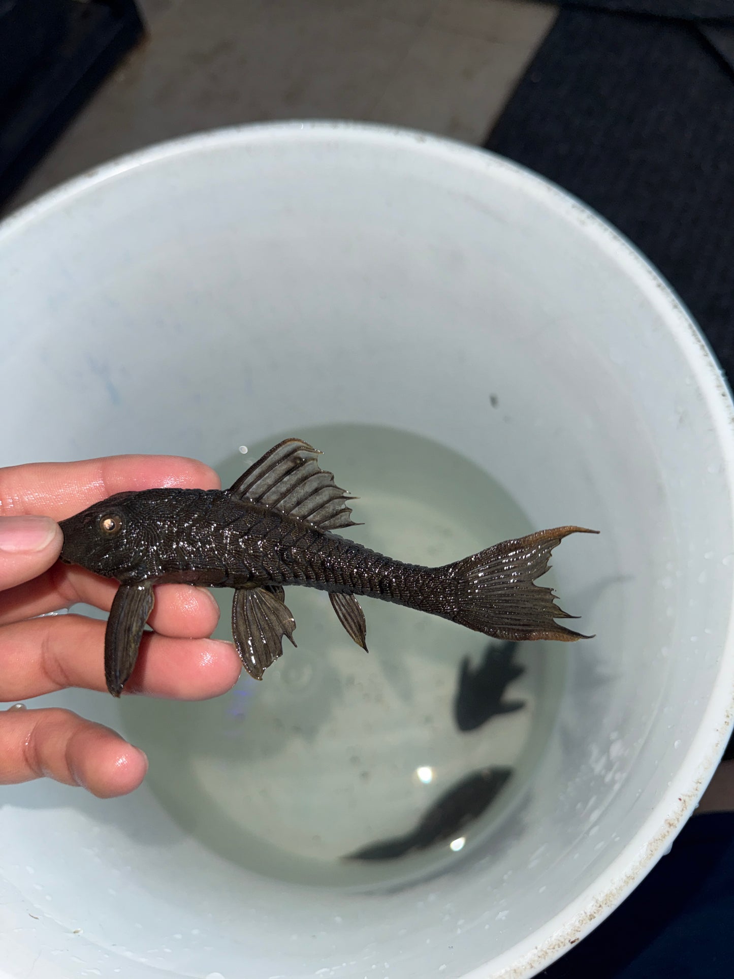 L095 Orange Cheek Pine cone Pleco