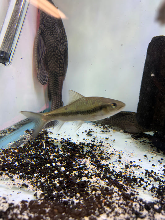 Golden Arrow Mahseer (Neolissochilus benasi)