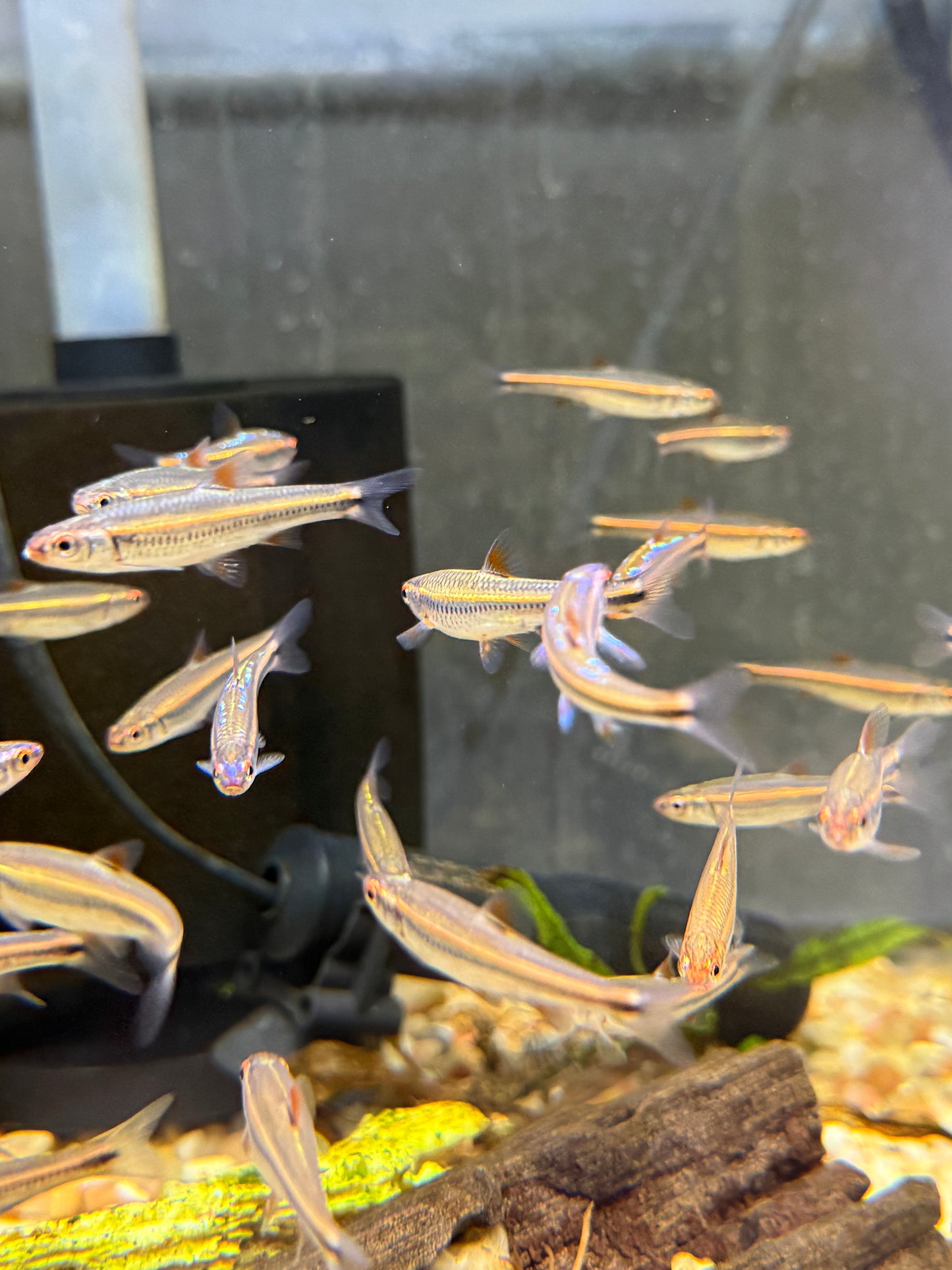 Rainbow Shiner
Aquarium Bred 
Notropis chrosomus