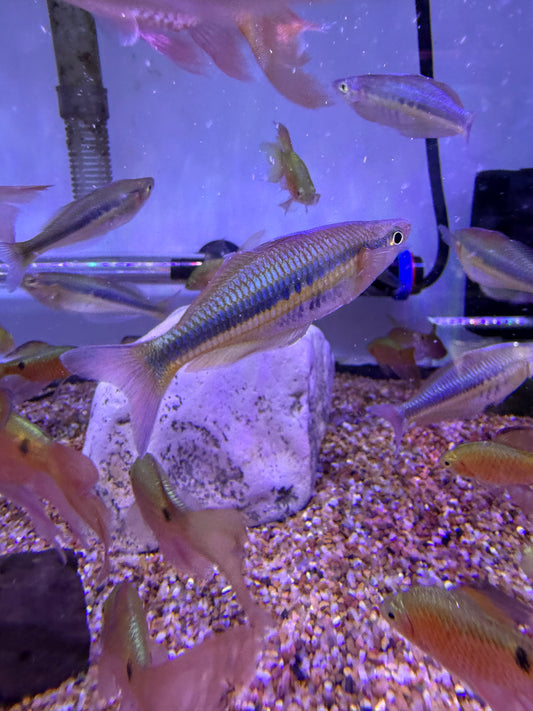 Alleni "Wapoga" Rainbowfish