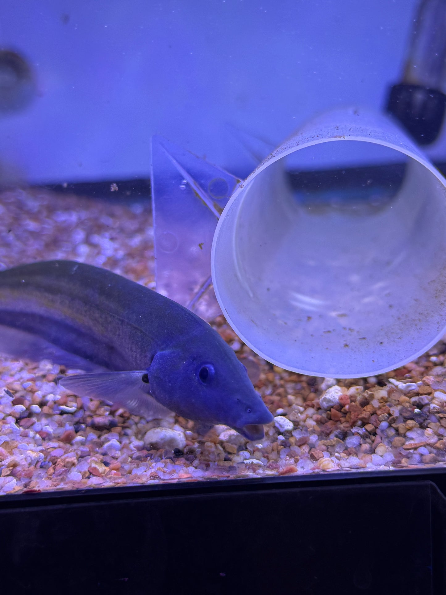 Rat tail knifefish ( Archolaemus blax )