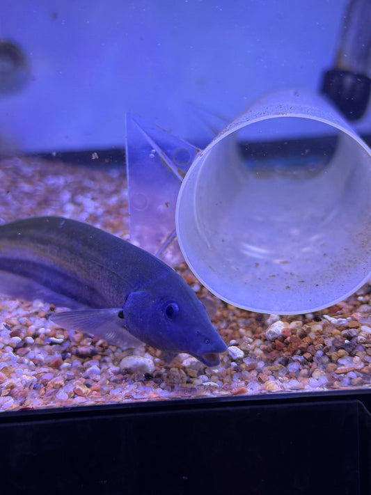 Rat tail knifefish ( Archolaemus blax )