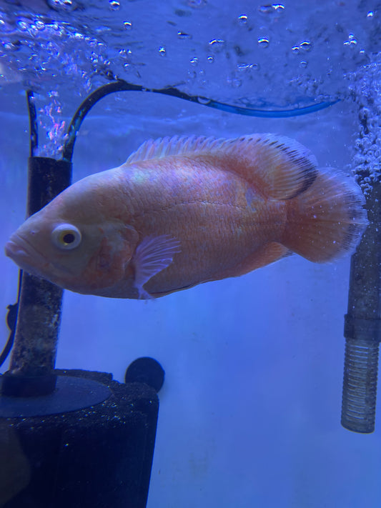 Peach Albino Ruby Oscar