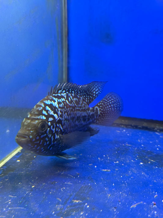 Flowerhorn Kamfa Female