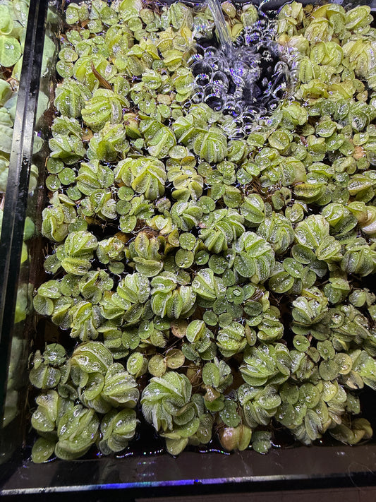 Salvinia rotundifolia minima Floating Plant