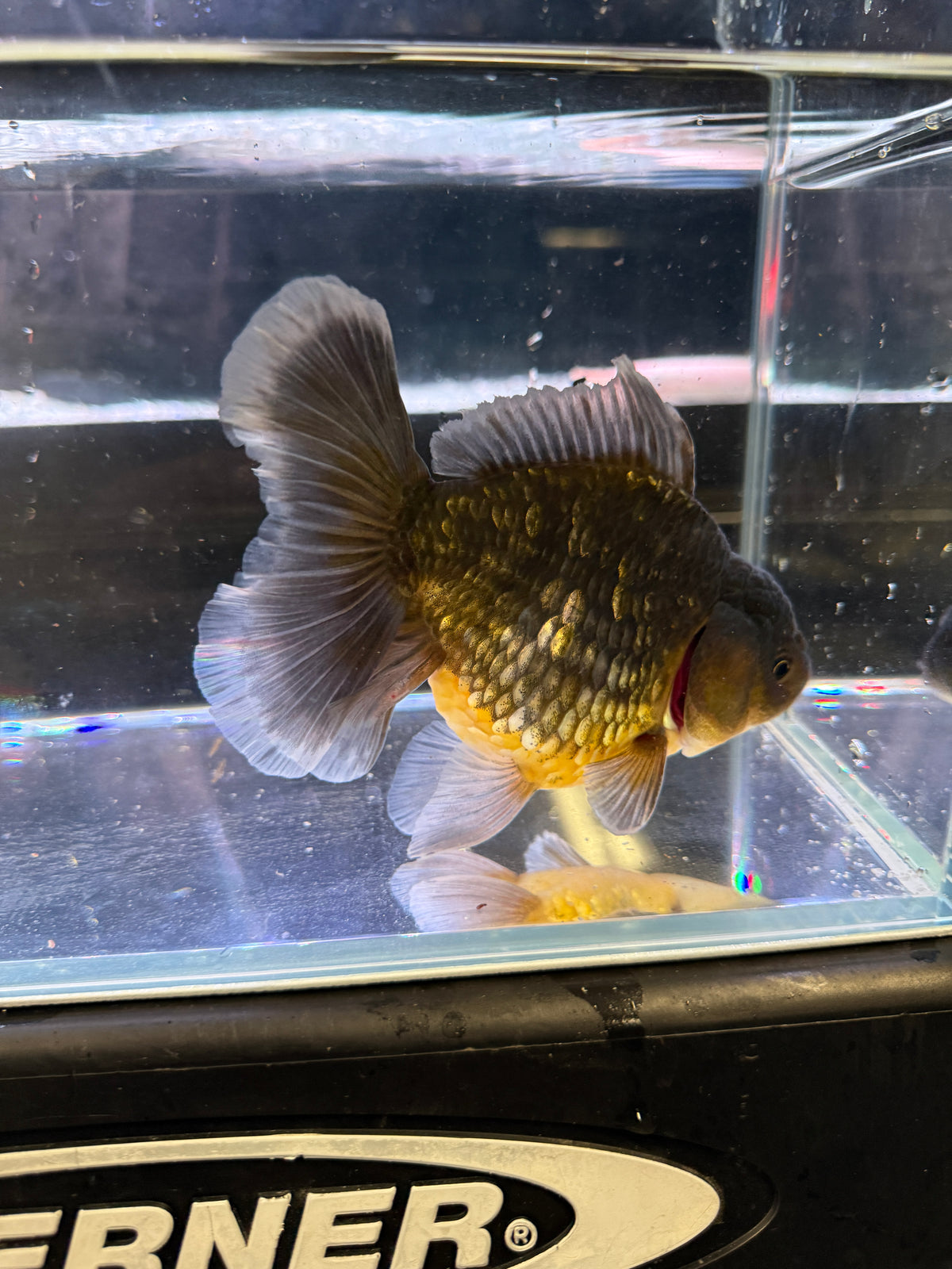 Live Thai Orchid Tail Oranda Goldfish