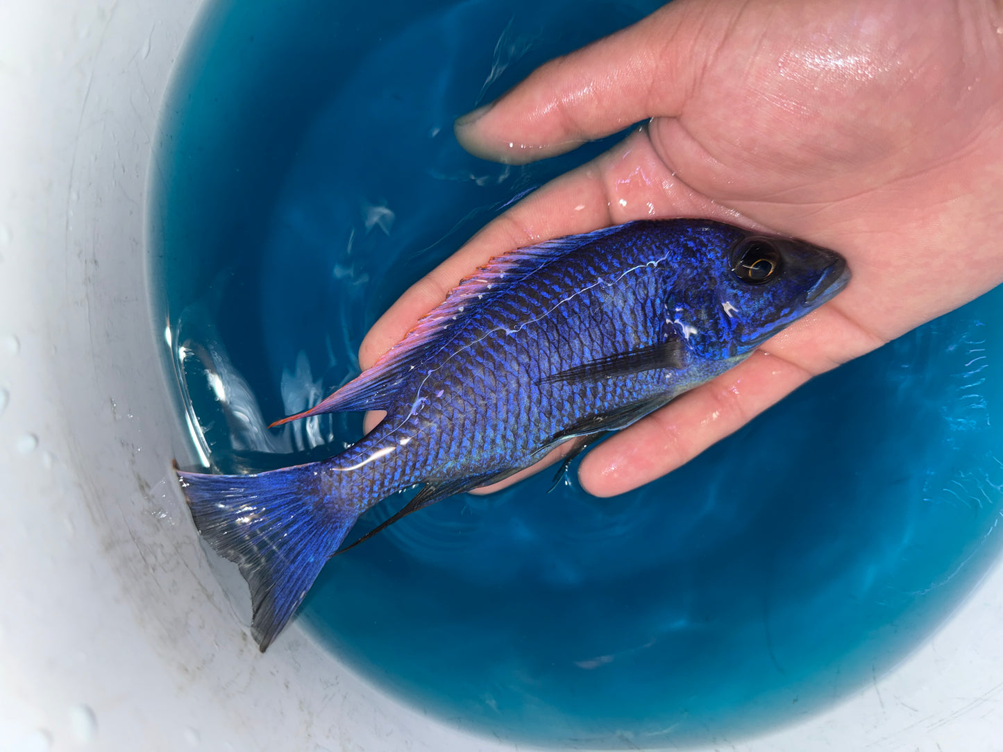 Red Top Aristochromis Lithobates Otopharynx lithobates