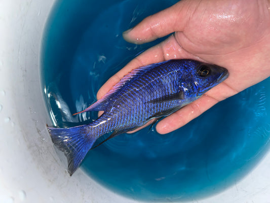 Red Top Aristochromis Lithobates Otopharynx lithobates