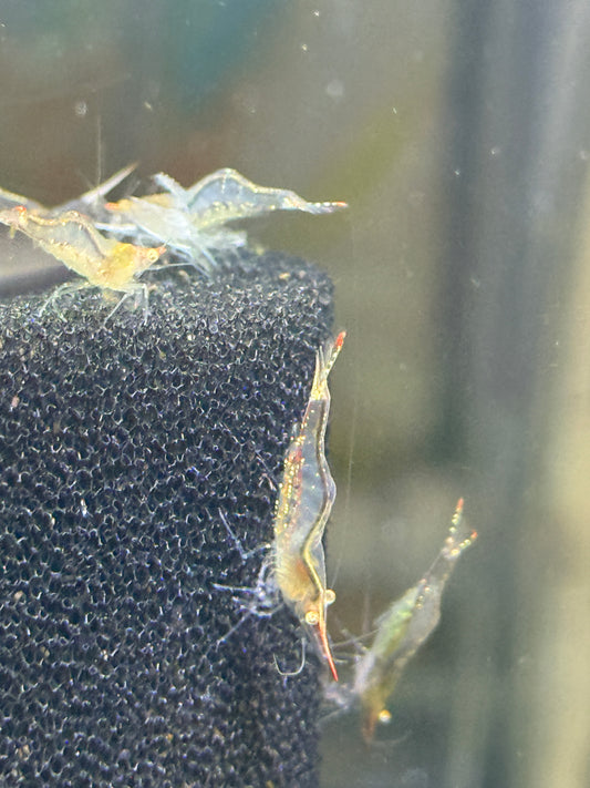 Pinocchio Shrimp Caridina gracilirostris