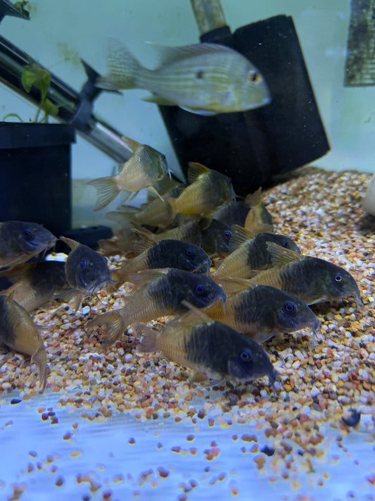 CW217 Rio Tomo Concolor Cory (Hoplisoma concolor Rio Tomo CW217)