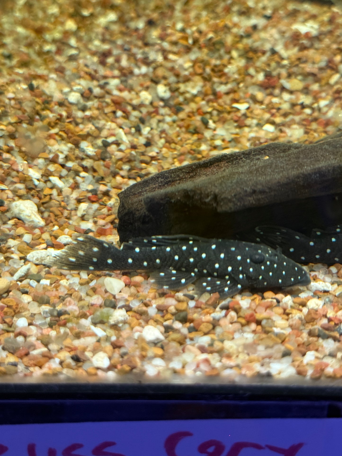 Peppermint Pleco (L030 / L031) (Parancistrus nudiventris)