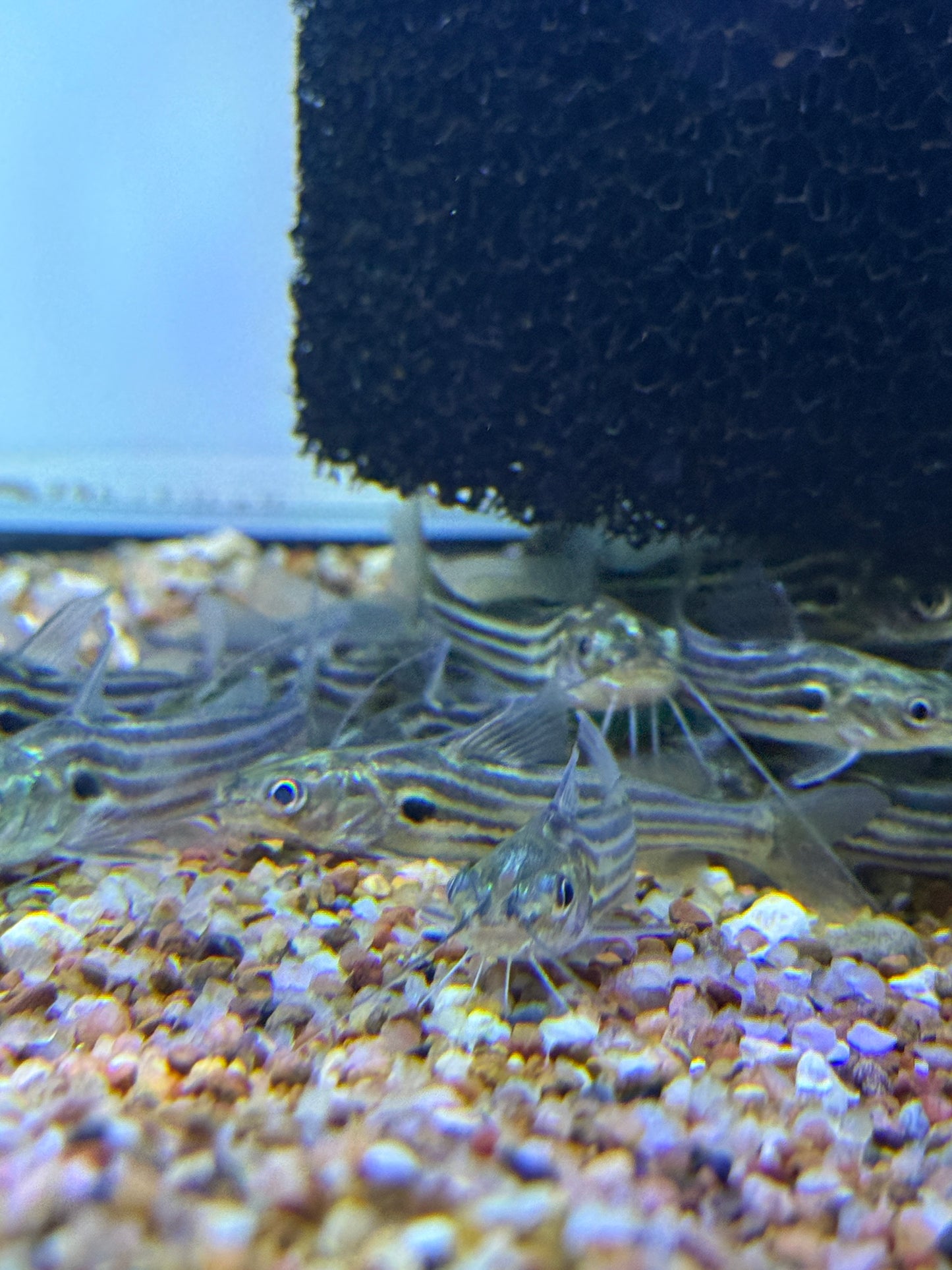 Mystus tengara Golden Striped Catfish