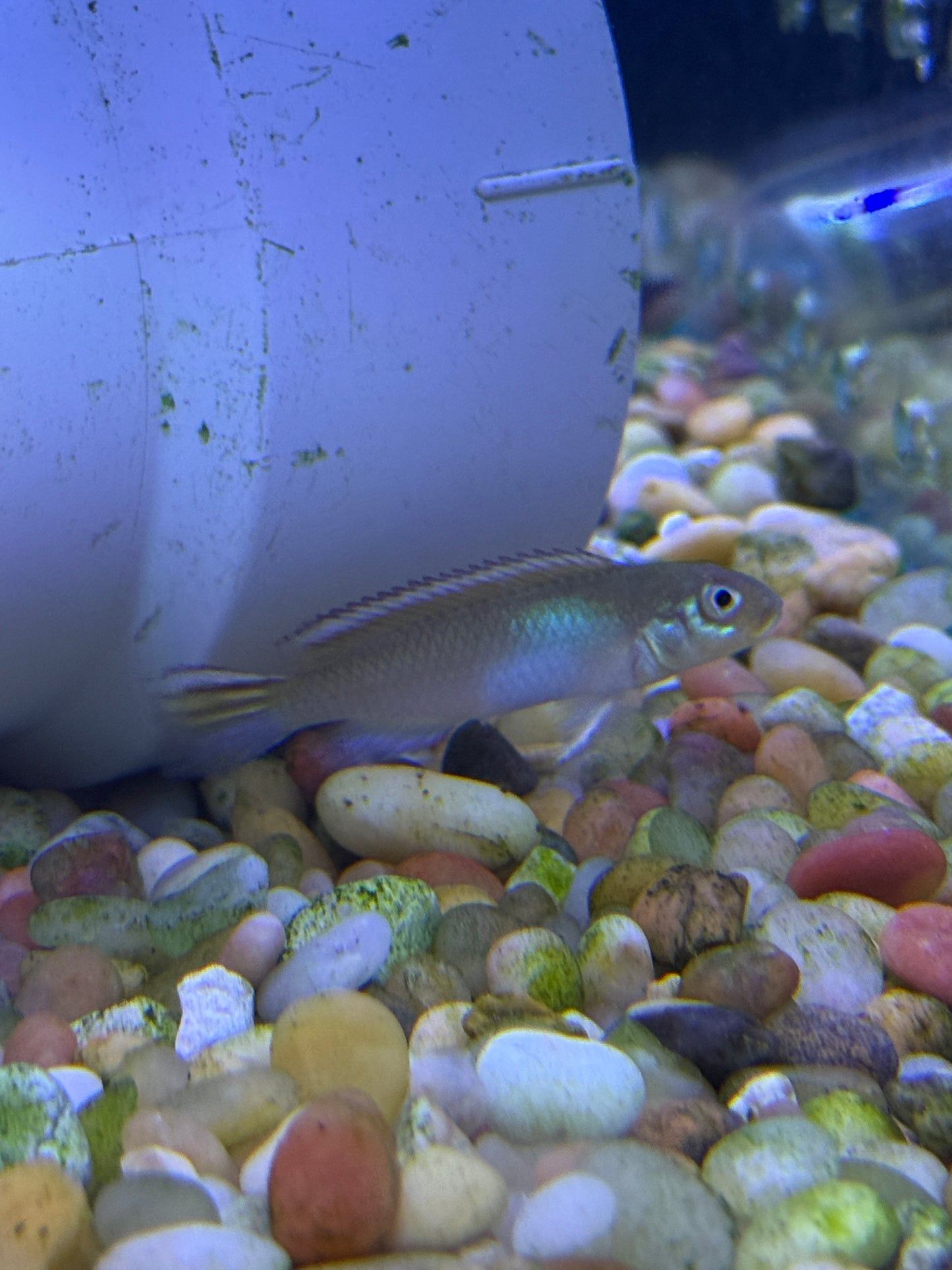 Nanochromis nudiceps