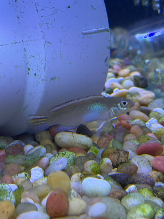 Nanochromis nudiceps