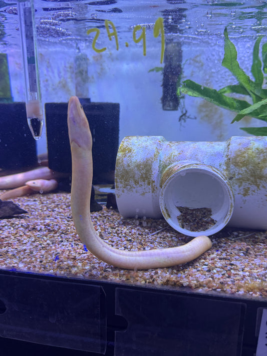 Golden / White Tulip Swamp Eel Monopterus Albinus