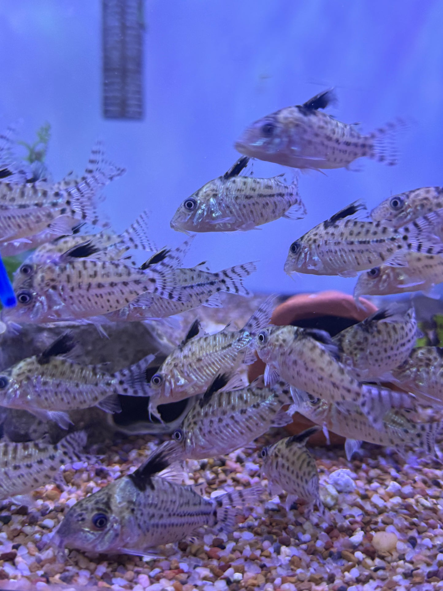 Leopard Cory
Corydoras leopardus Peru