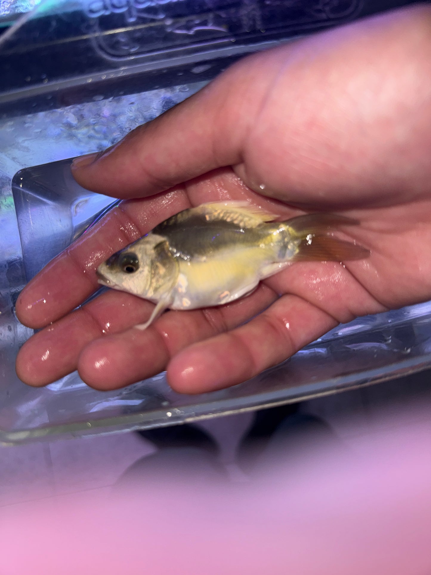 PANDA SHORT BODY  Koi (CYPRINUS RUBROFUSCUS)