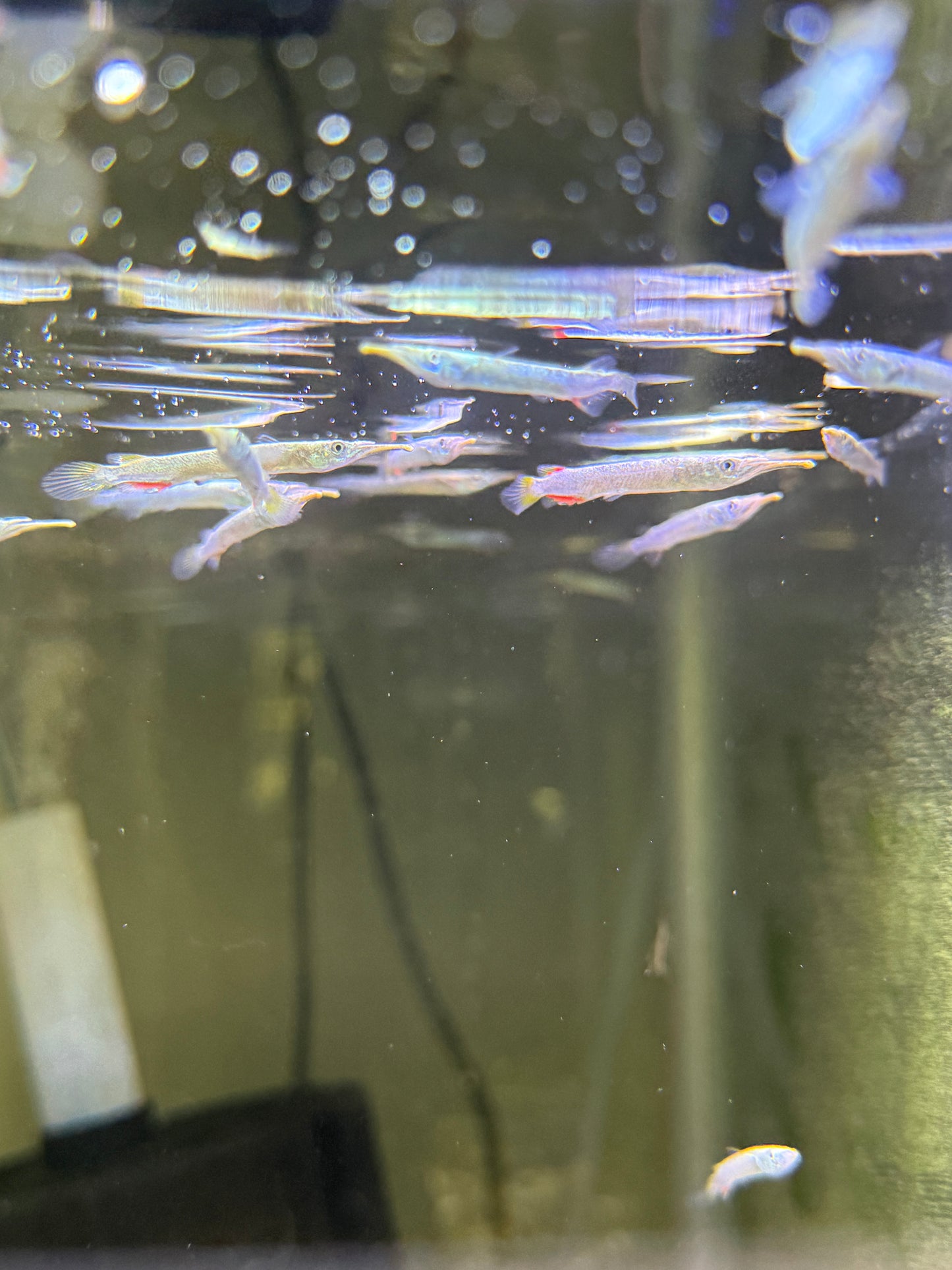 Gold Wrestling Halfbeak (Dermogenys pusilla)
