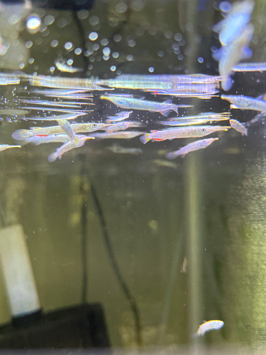 Gold Wrestling Halfbeak (Dermogenys pusilla)