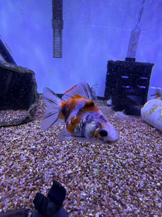 Ryukin Goldfish
