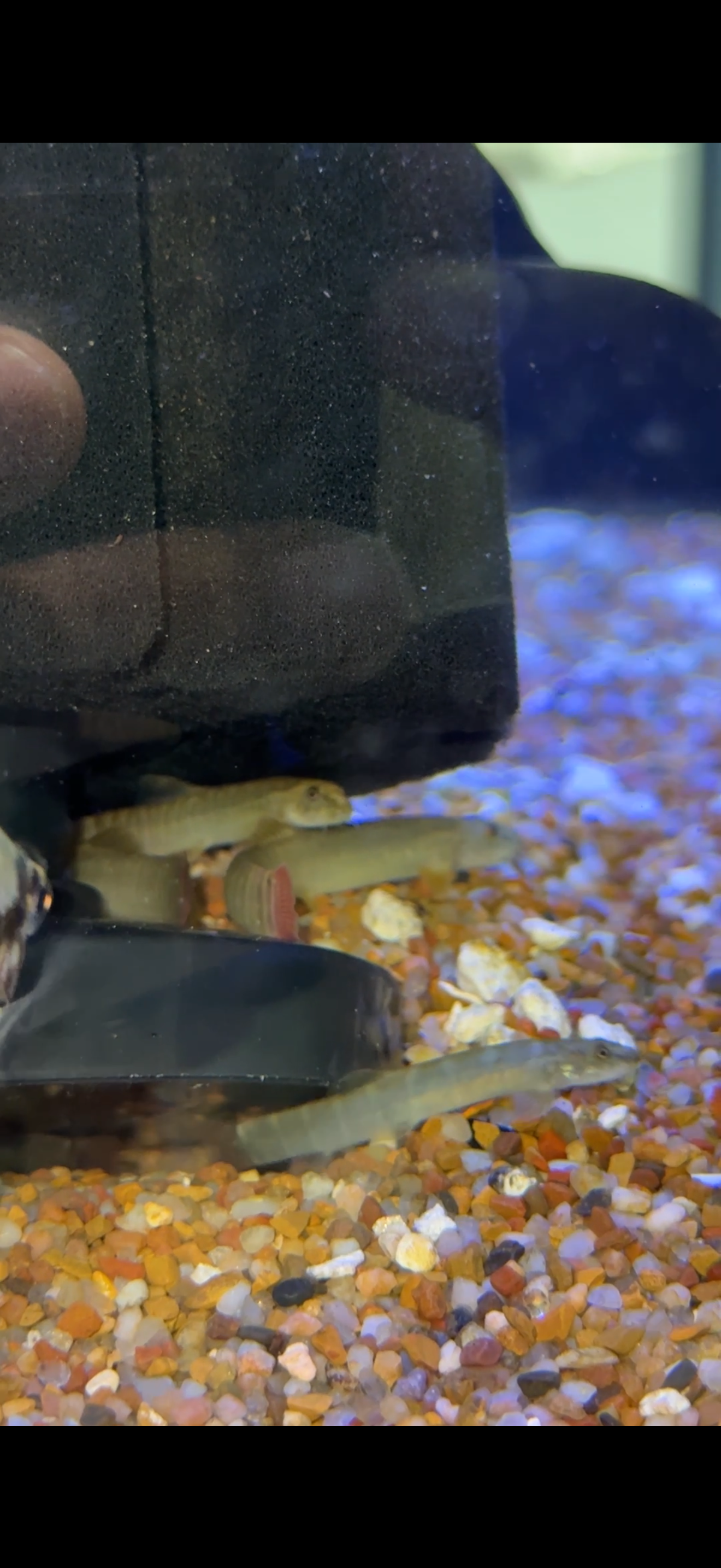Red-Tailed Squirrel Loach (Aborichthys elongatus)