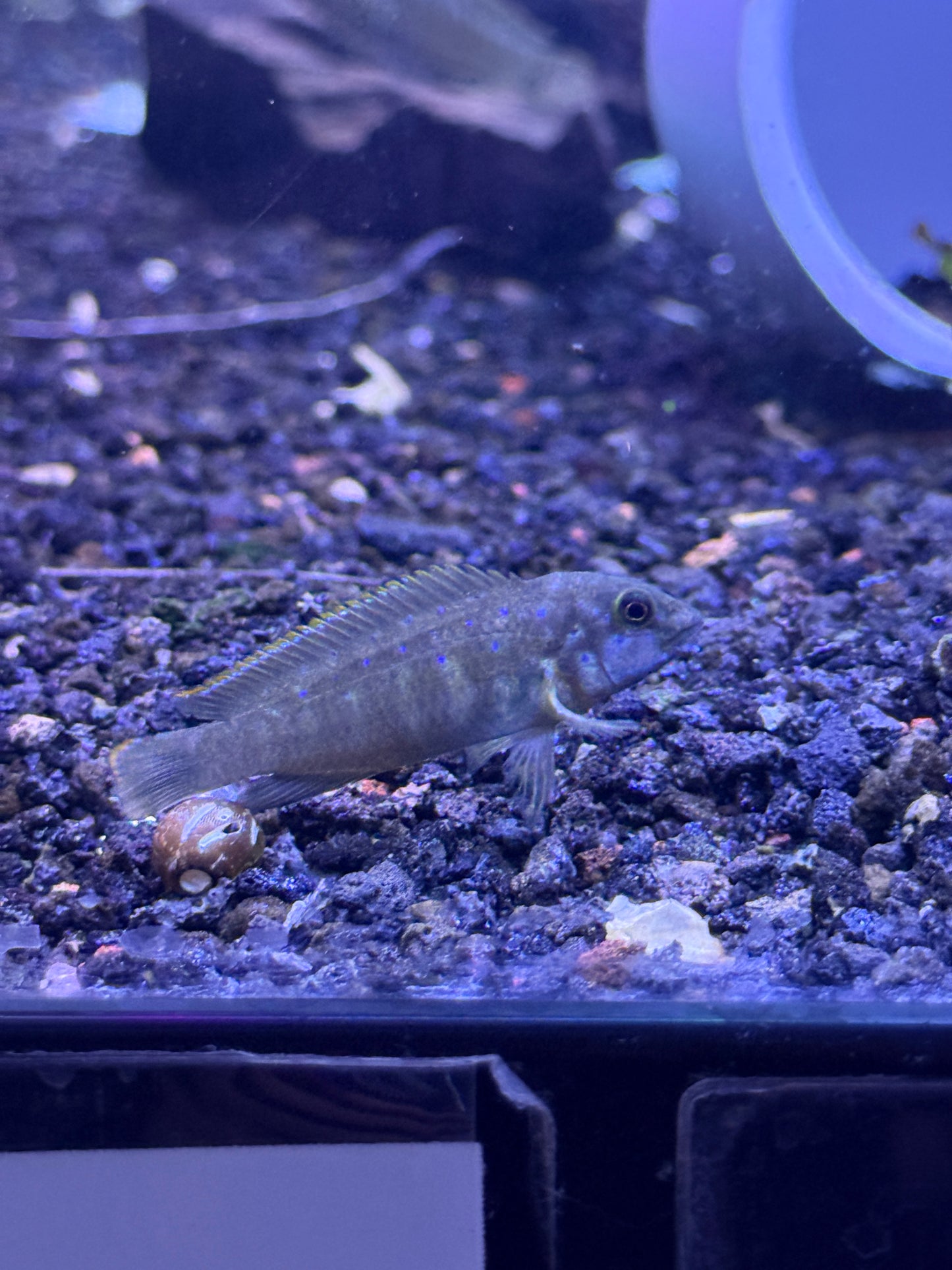 "Congo" Eretmodus Eretmodus cyanostictus "Congo"