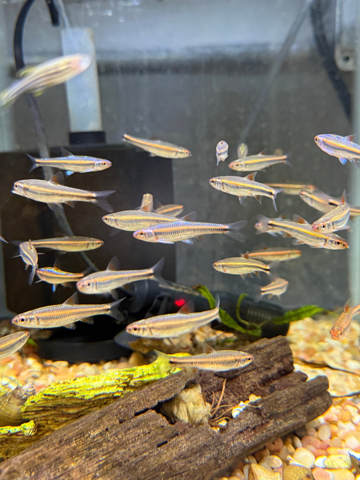 Rainbow Shiner
Aquarium Bred 
Notropis chrosomus