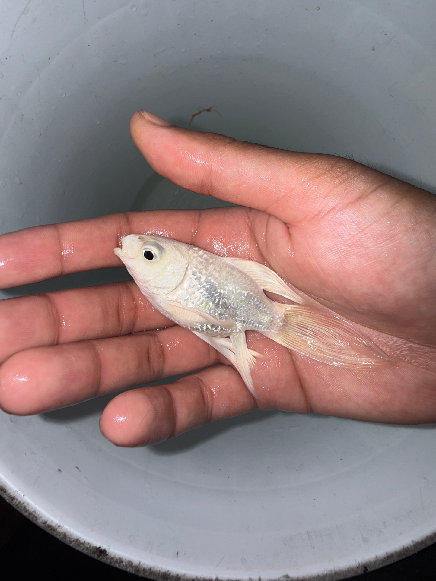 Platinum SHORT BODY BUTTERFLY Koi (CYPRINUS RUBROFUSCUS)