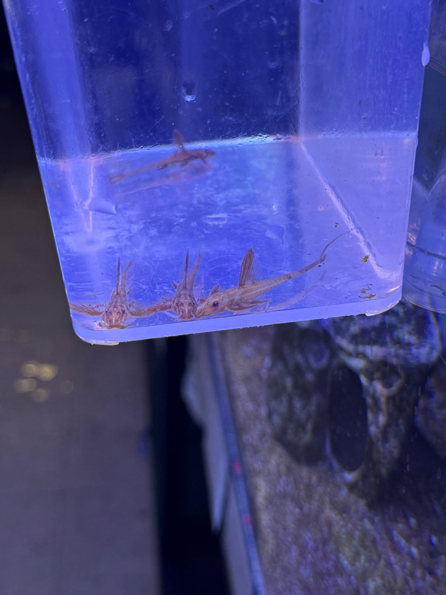 Red Lizard Whiptail Catfish (Rineloricaria sp. L010a)