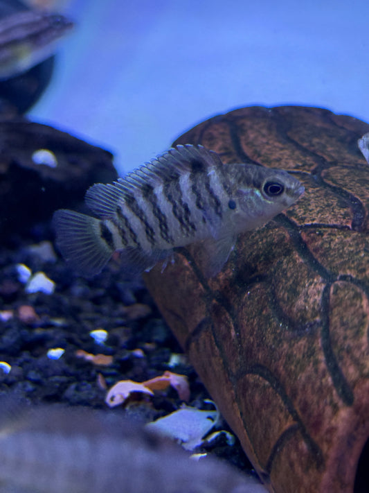 Badis badis "Blue Chameleon Fish"
