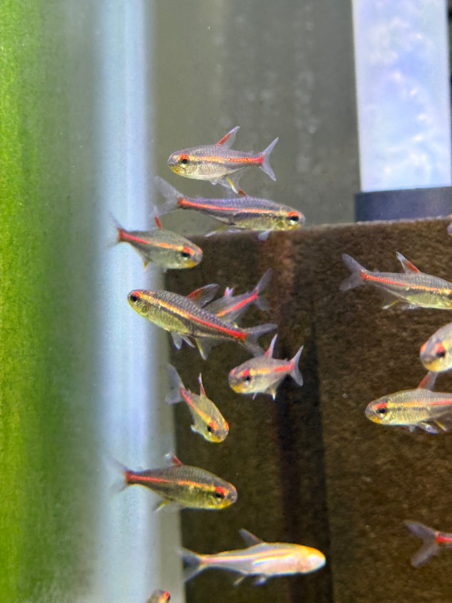 Glowlight Tetra (Hemigrammus erythrozonus)