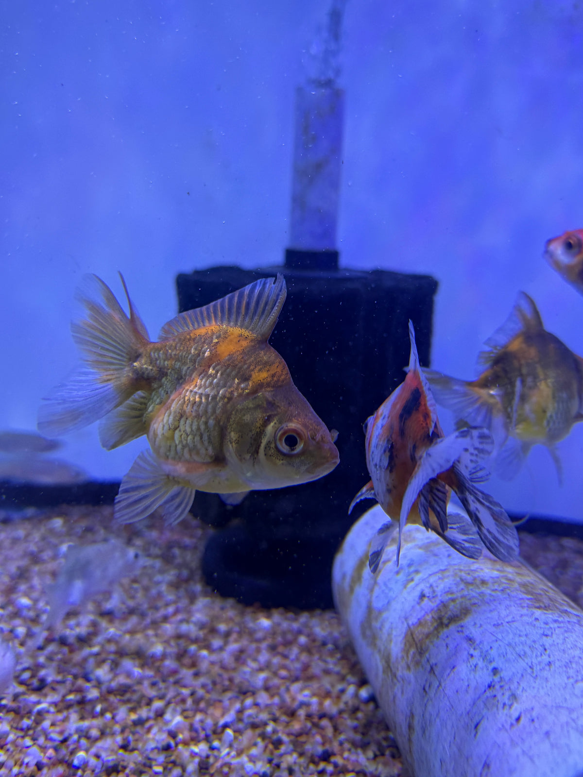 Ryukin Goldfish
