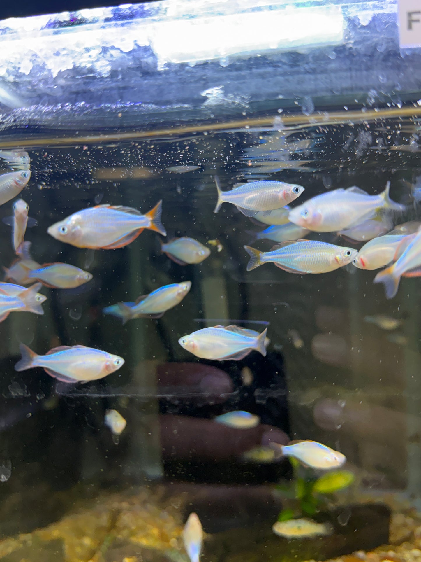 DWARF NEON PRAECOX RAINBOWFISH (MELANOTAENIA PRAECOX)