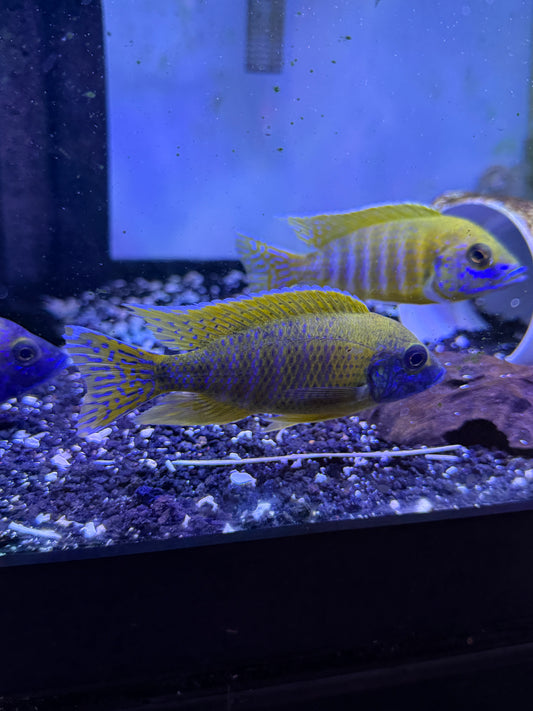 Sunshine Peacock