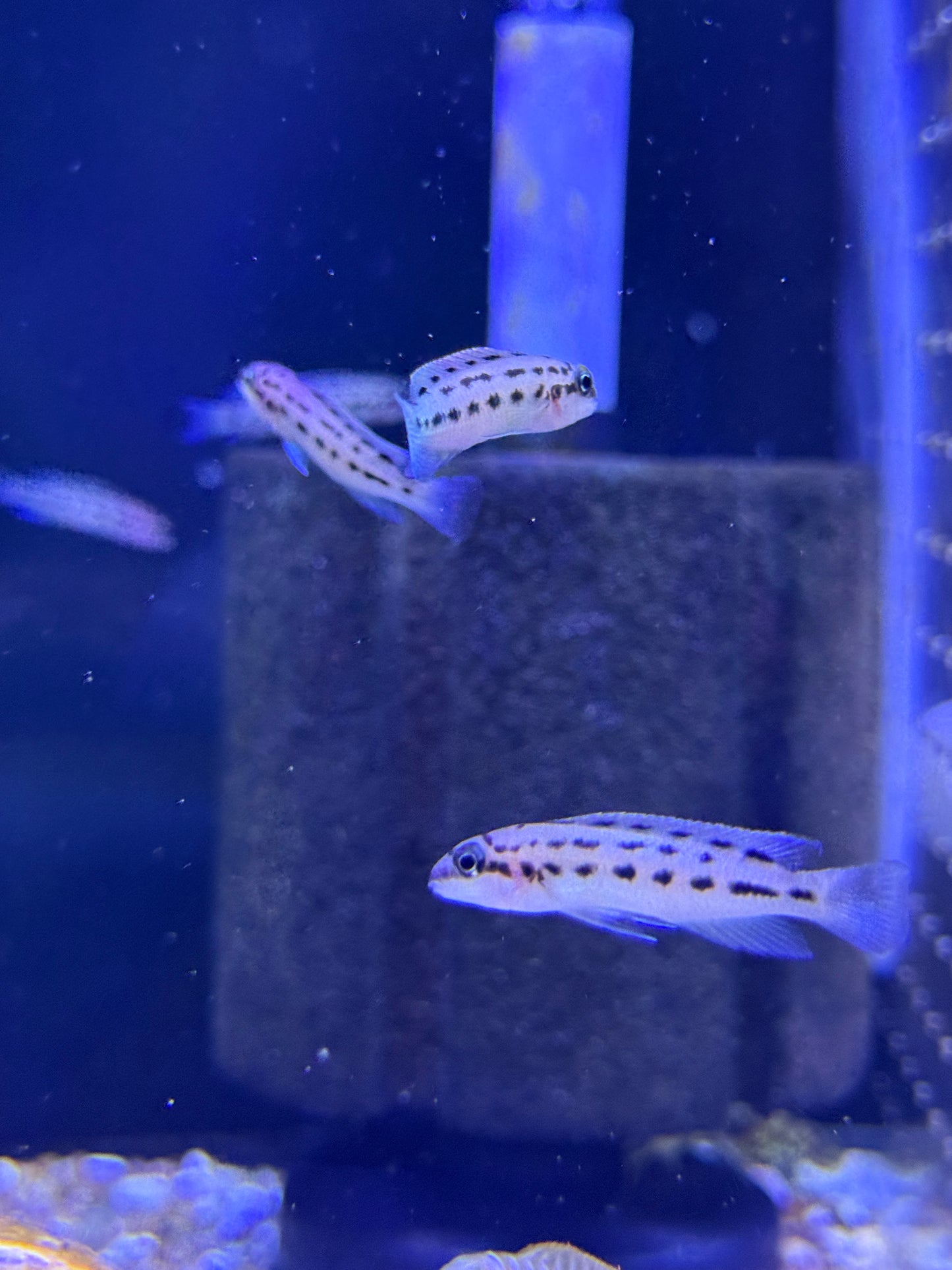 Chalinochromis sp. "Ndobhoi"