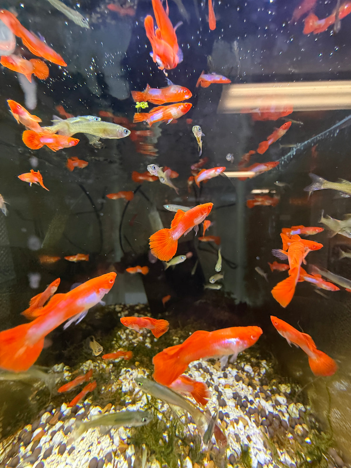 Albino Red Cap Guppy