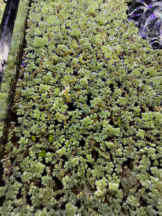 Azolla caroliniana Floating Plant