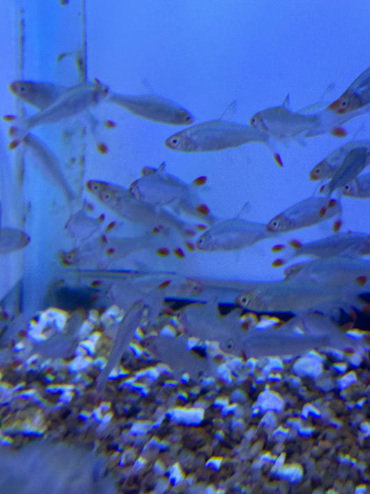 Rasbora Rummy nose (Sawbwa resplendens)