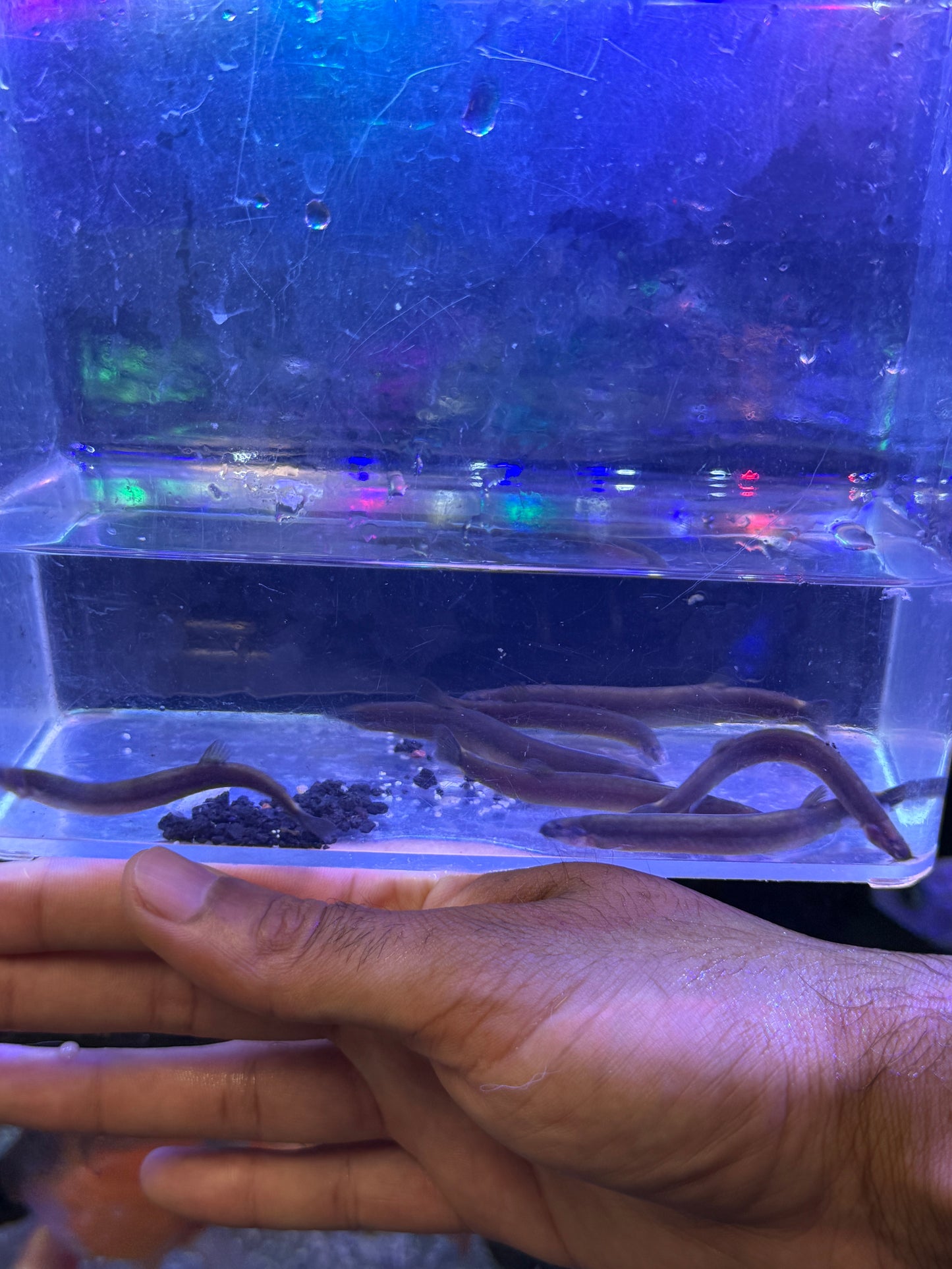 Black Kuhli Loach (Pangio oblongus)