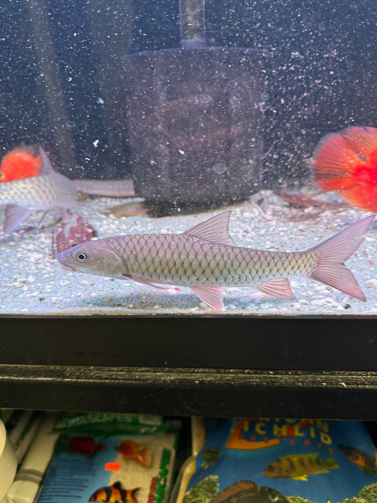 Holland's carp (Spinibarbus hollandi) Taiwan mahseer